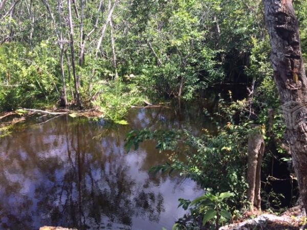 Lote 3 Hectareas con cenote en Cancun, oportunidad