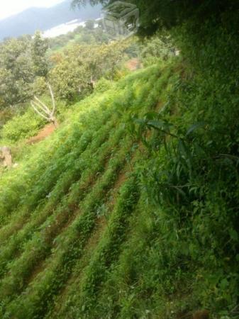 Bonito terreno rustico en Edo México