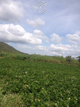 40 hectareas de tierra de rigo en tlaltizapan