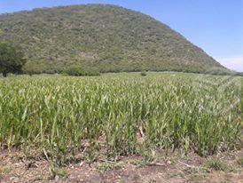 Terreno barato de 9 Hectáreas en