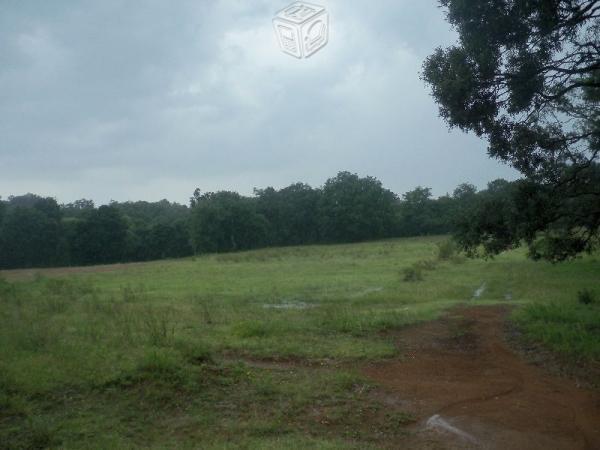 Terreno plano en lugar boscoso