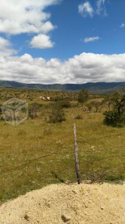 Terreno comanja de corona