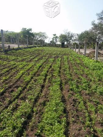 Terreno en xochicalco