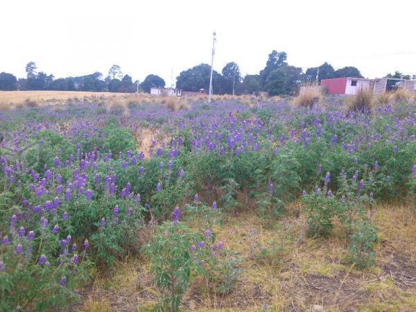 terreno en fracc. villa campestre