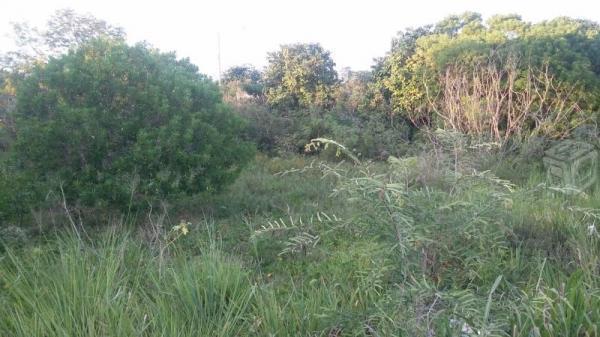 Terreno en renta chicxulub