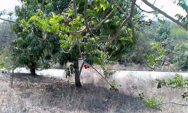 Terreno urbano Col.Independencia, Puerto Escondido