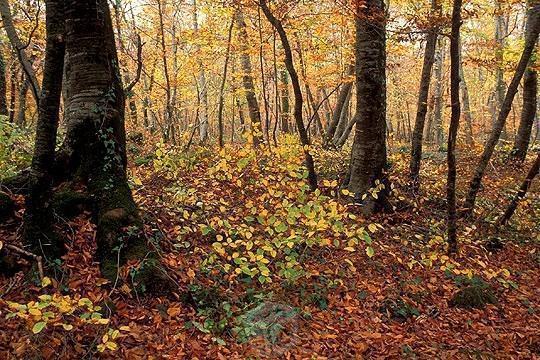 Terreno rustico bosque taray