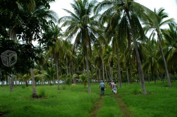 Terrenos de Playa en Papanoa, Gro