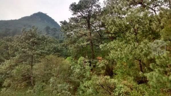 Terreno de 5 hectareas forestales